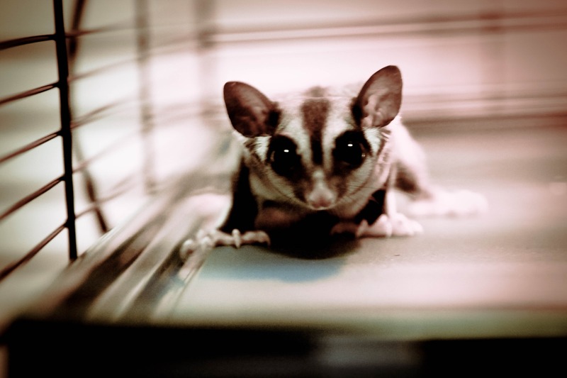 Curious Captive Creature