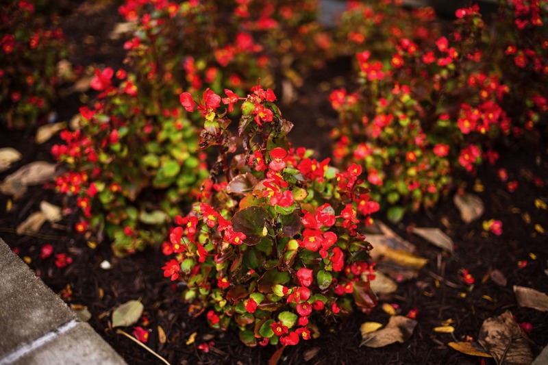 Vibrant Autumn Blooms
