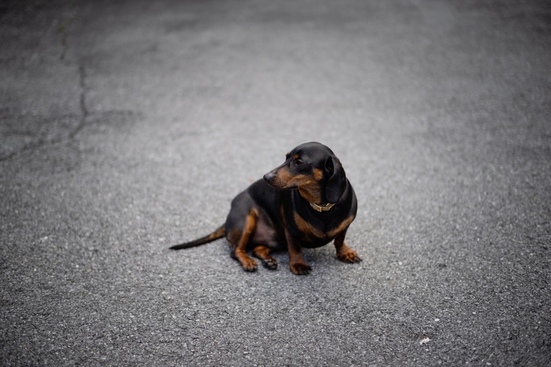 Lonely Canine Contemplation