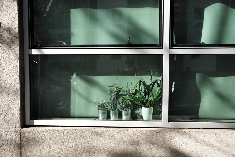 Plants in a Sunlit Window
