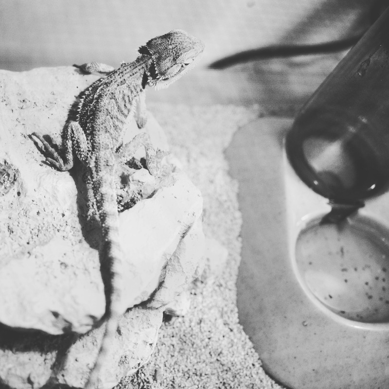 Contemplative Reptile