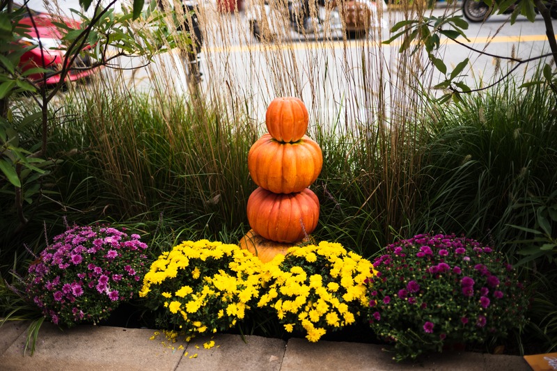 Autumn's Colorful Embrace