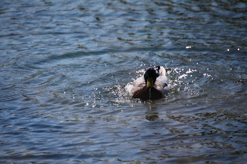 Duck in Tranquil Waters