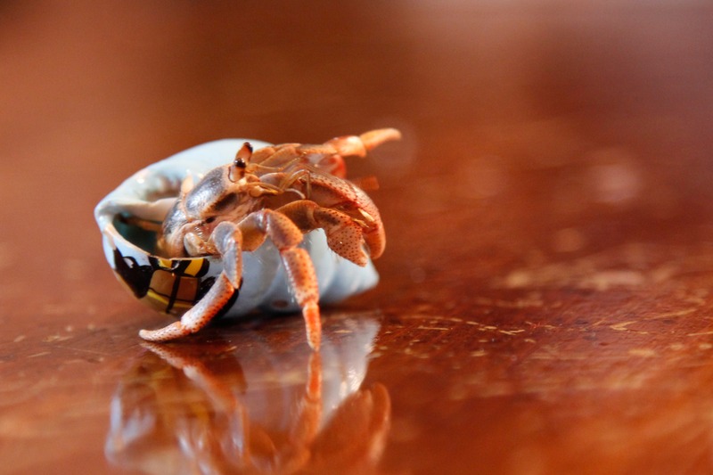 Hermit Crab in Shell