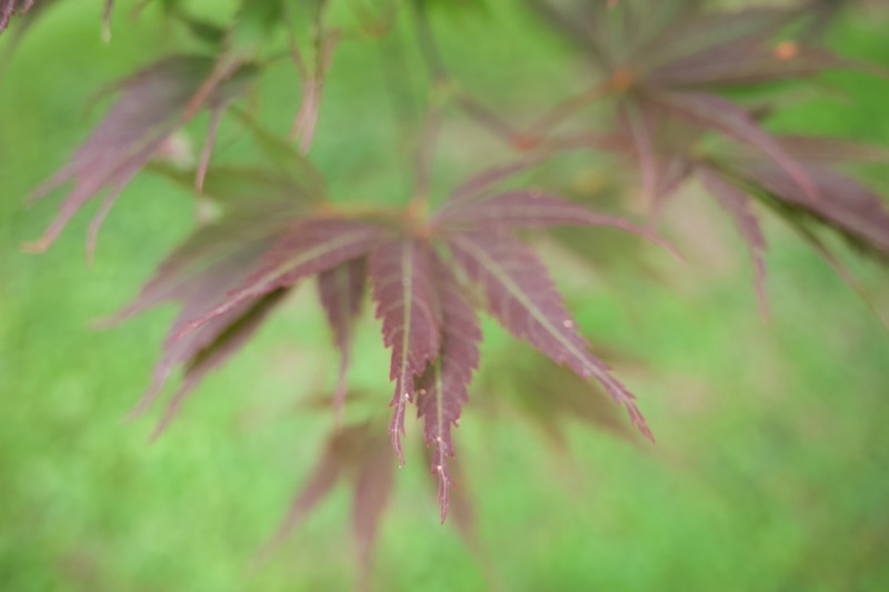 Whispers of Autumn Leaves