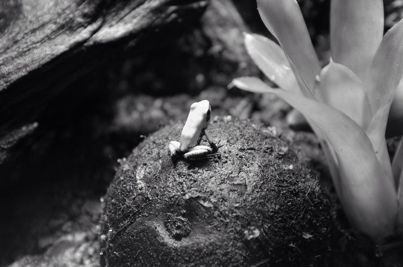 Lonely Contemplation