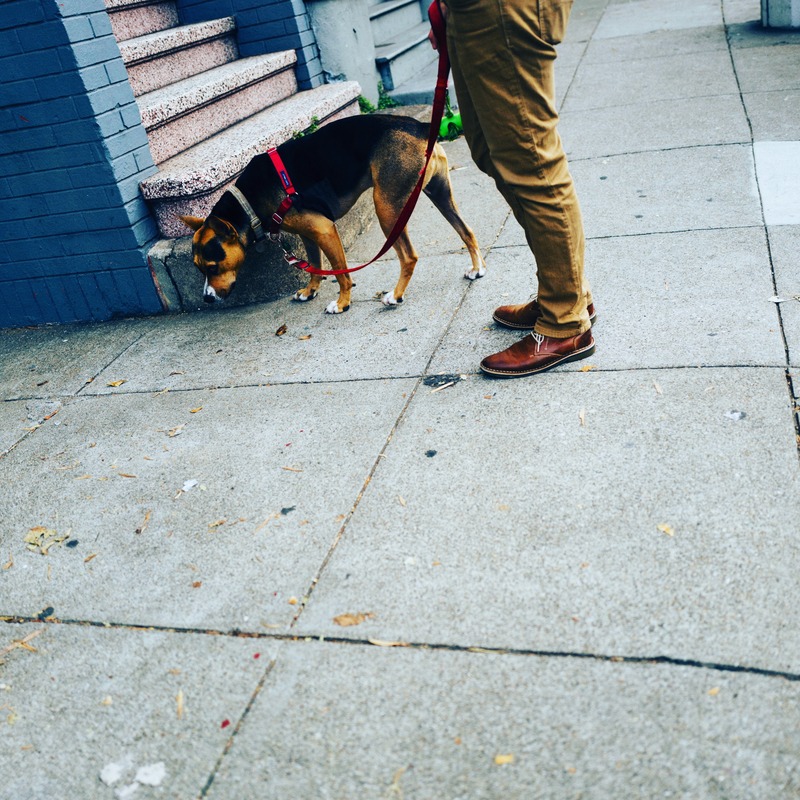 Curious Canine Encounter