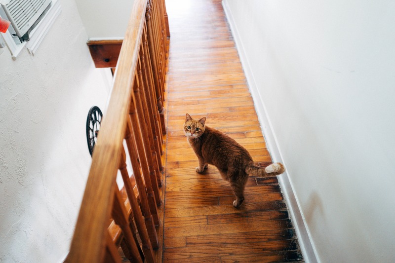 Curious Cat in a Cozy Hallway