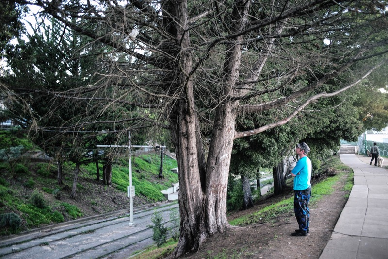 Contemplation Under the Trees