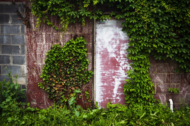 Nature's Embrace of Abandonment