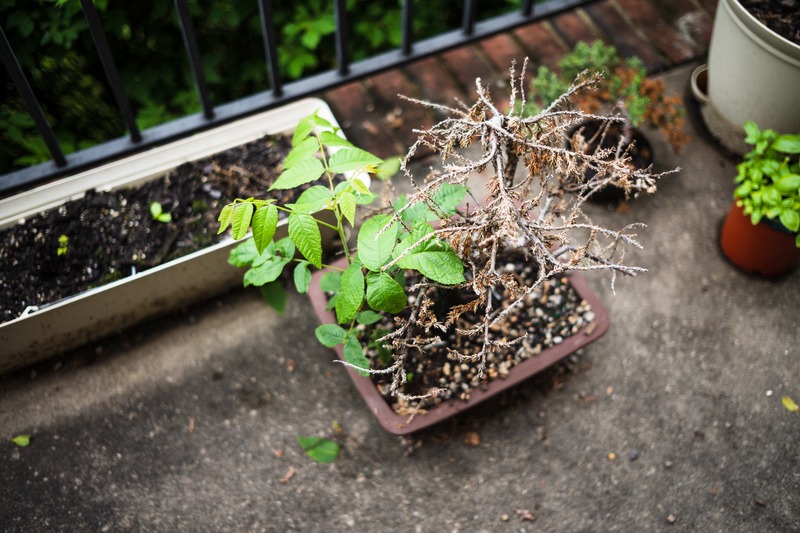 Contrast of Life and Decline