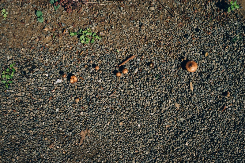 Nature's Subtle Artistry