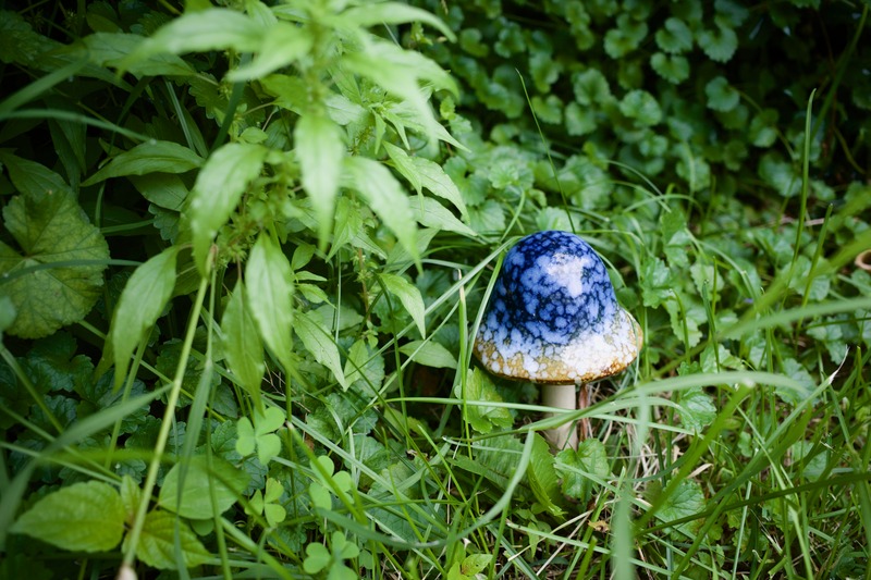 Whimsical Mushroom Wonder