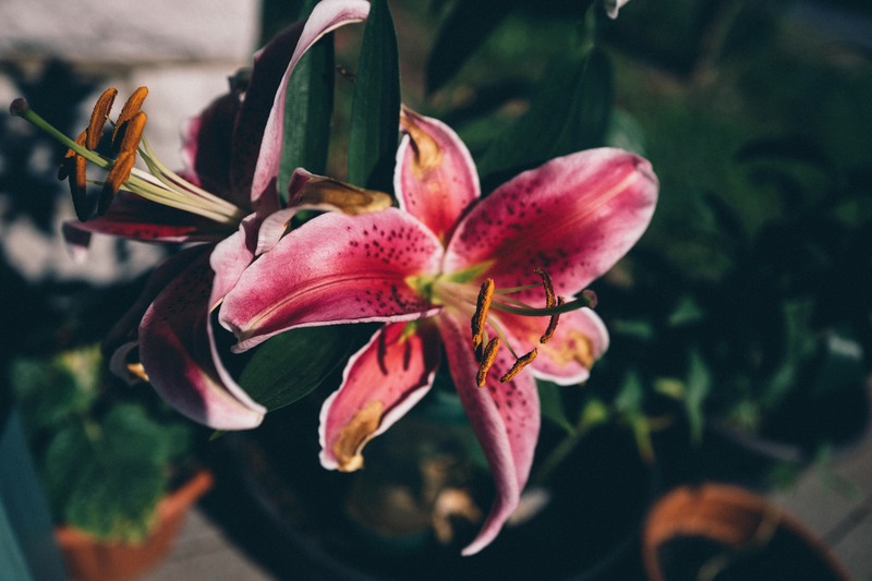 Radiant Lily in Sunlight