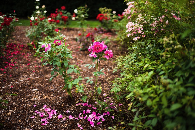 Blossoms Amidst Petals