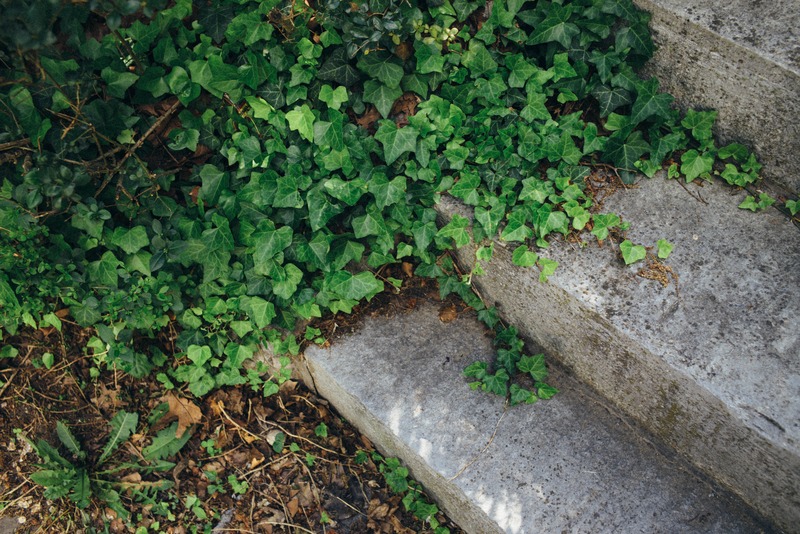 Nature's Embrace on Steps