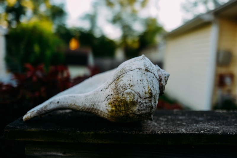 Whispers of the Shore