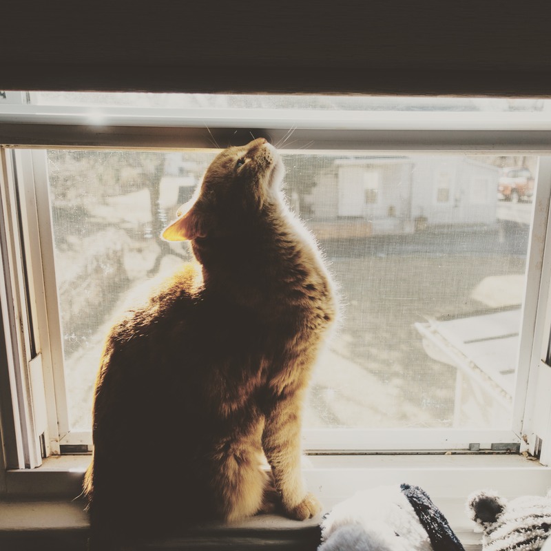 Golden Feline Serenity