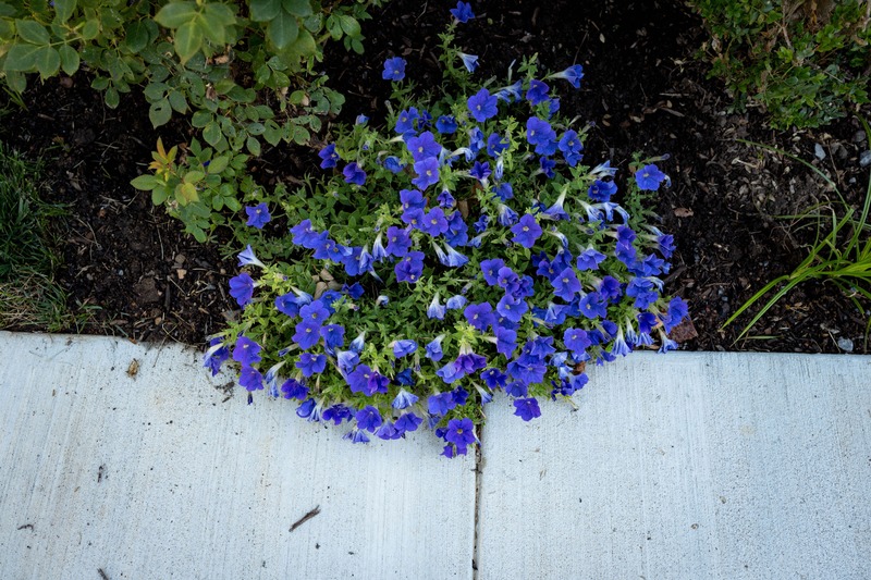 Vibrant Corner Blossoms