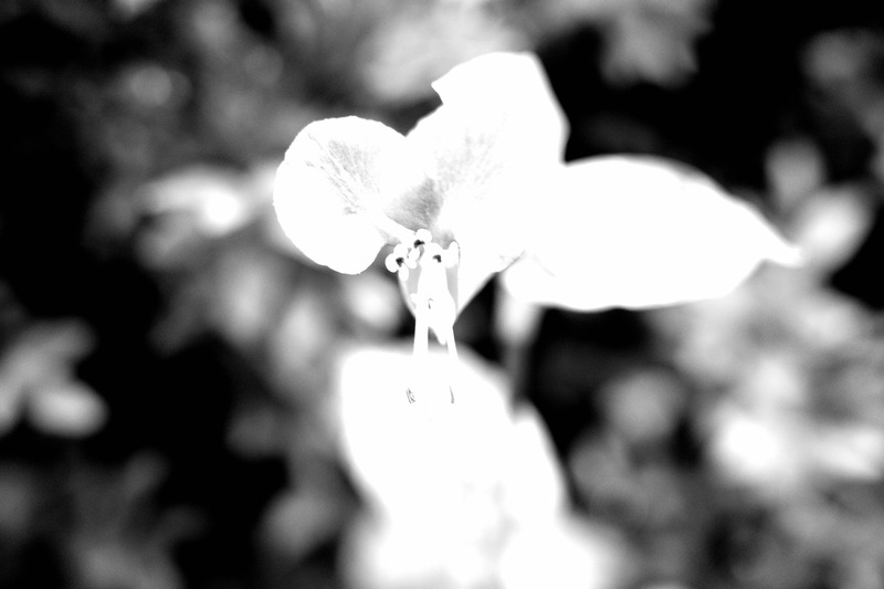 Ethereal Blossom in Contrast