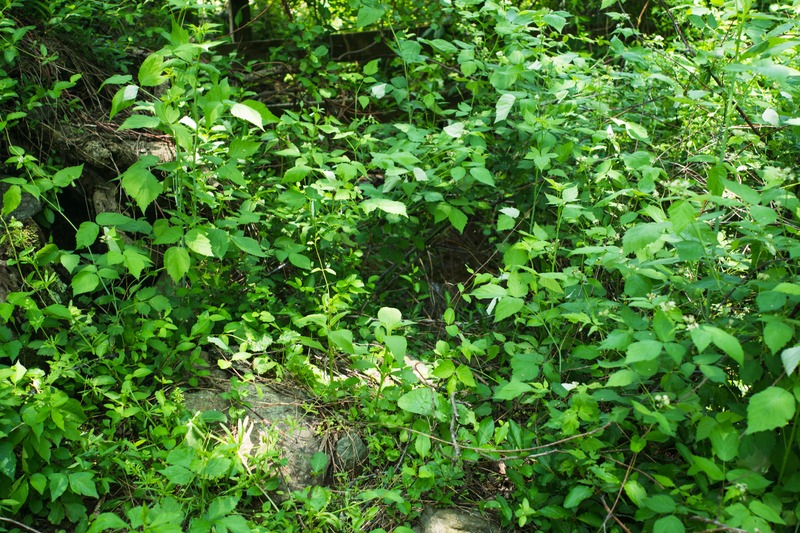 Lush Green Wilderness