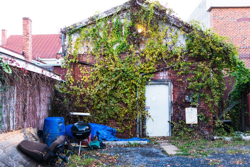 Nature's Embrace on Brick