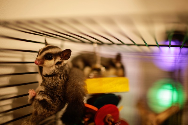 Playful Gliders in Their Habitat