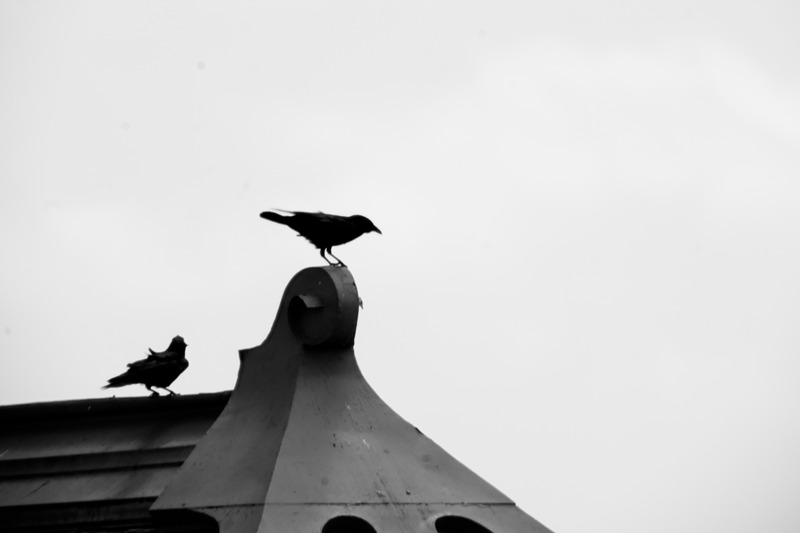 Silhouettes on a Rooftop