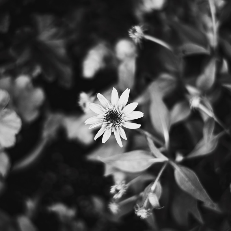 Solitary Flower in Focus