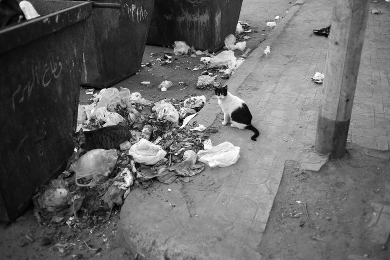 Stray Elegance in Urban Decay