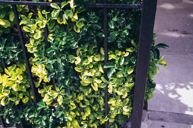 Lush Greenery Behind Bars