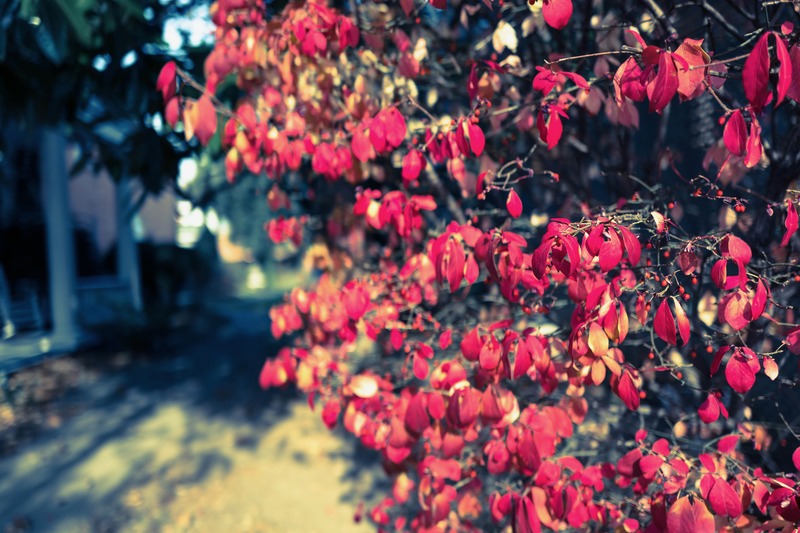 Crimson Leaves in Autumn Light