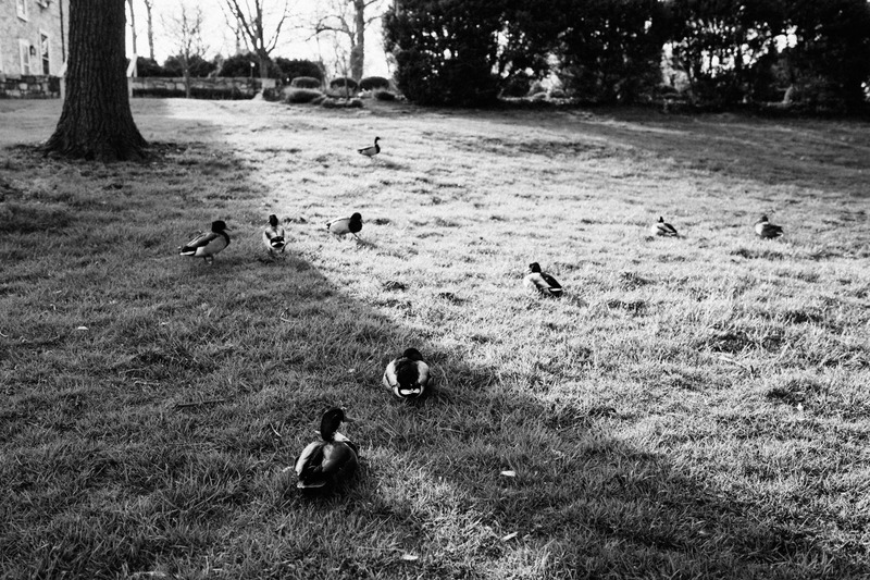 Ducks in Serene Light