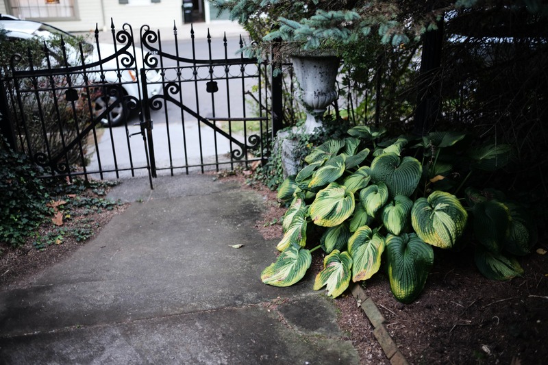 Lush Greenery by the Gate