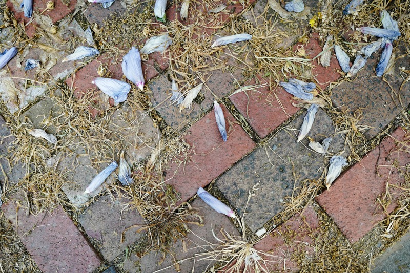 Nature's Quiet Farewell