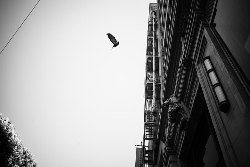 Urban Flight