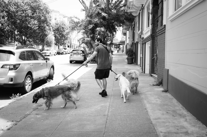 A Walk with Canine Companions