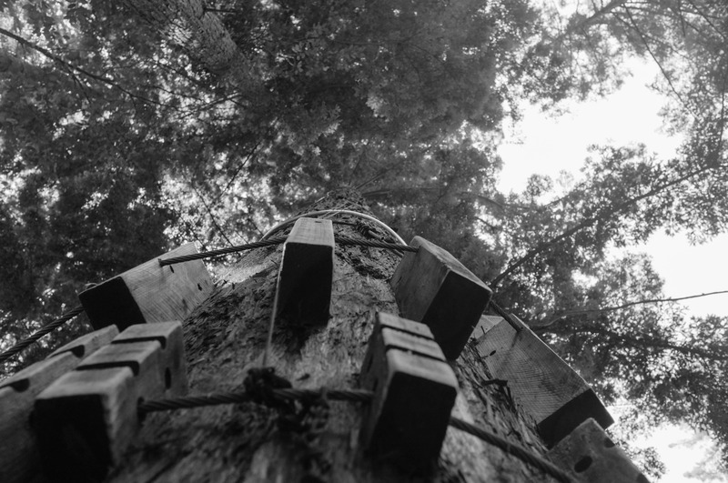 Upward Perspective on Nature