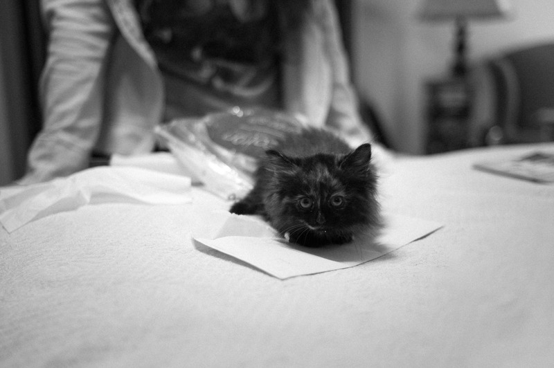 Curious Kitten on a Bed