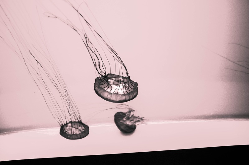 Graceful Ocean Dancers