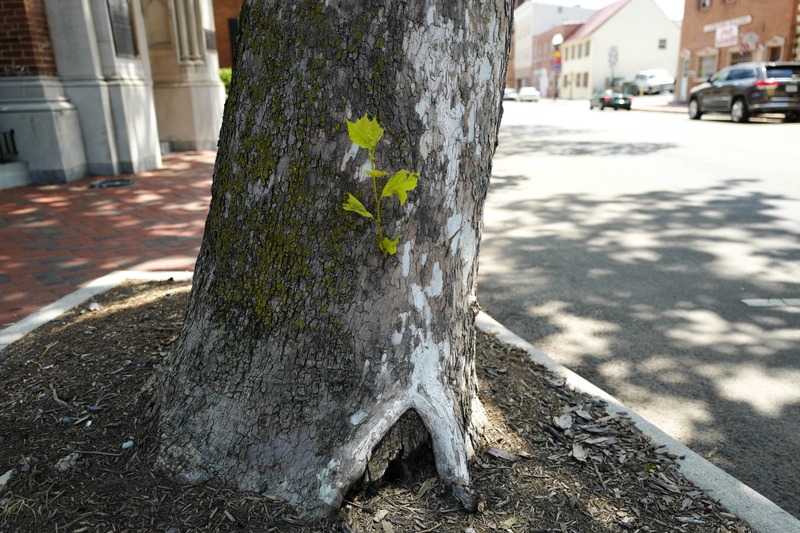 Resilience in Urban Nature