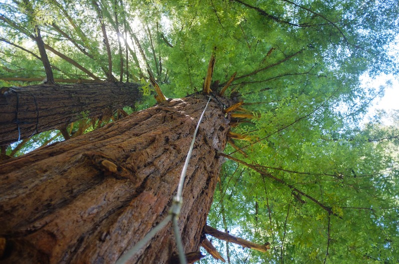 Reaching for the Canopy