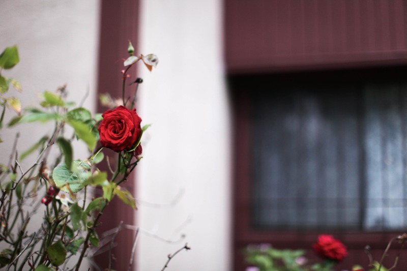 A Bloom Among Shadows