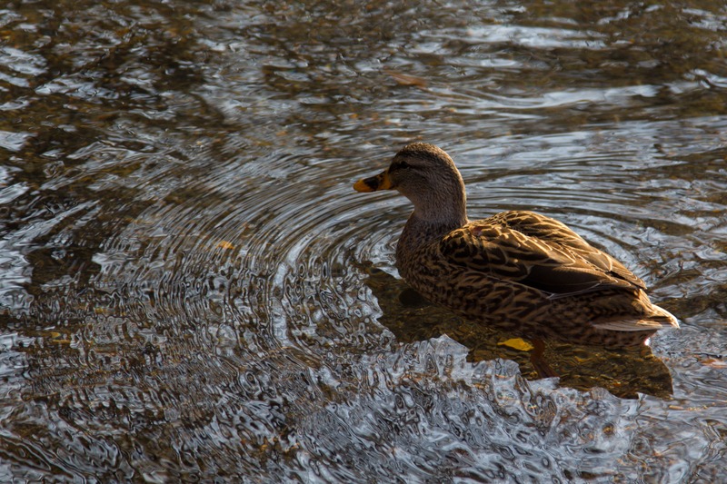Serene Duck Amidst Ripples