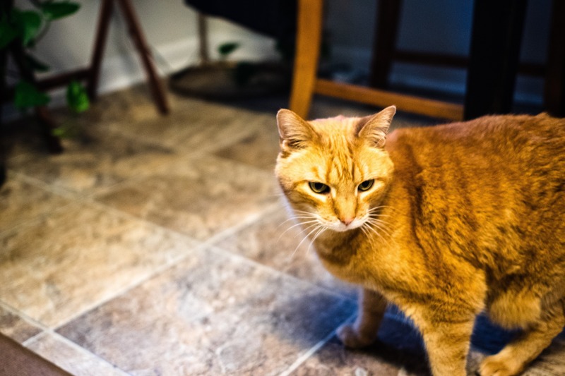 Curious Feline Companion