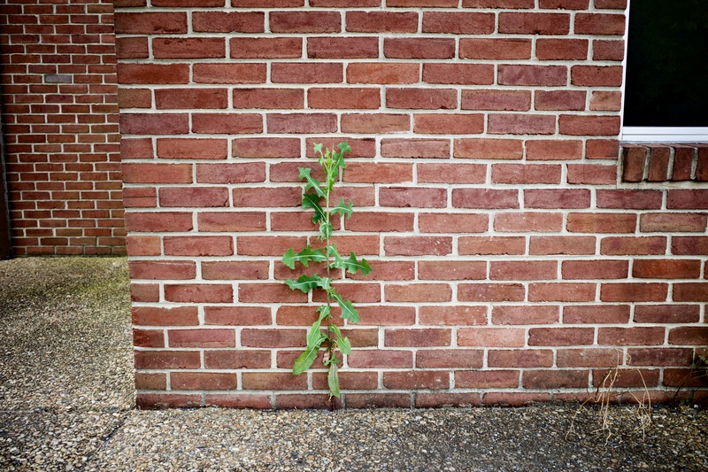 Resilience Against the Wall