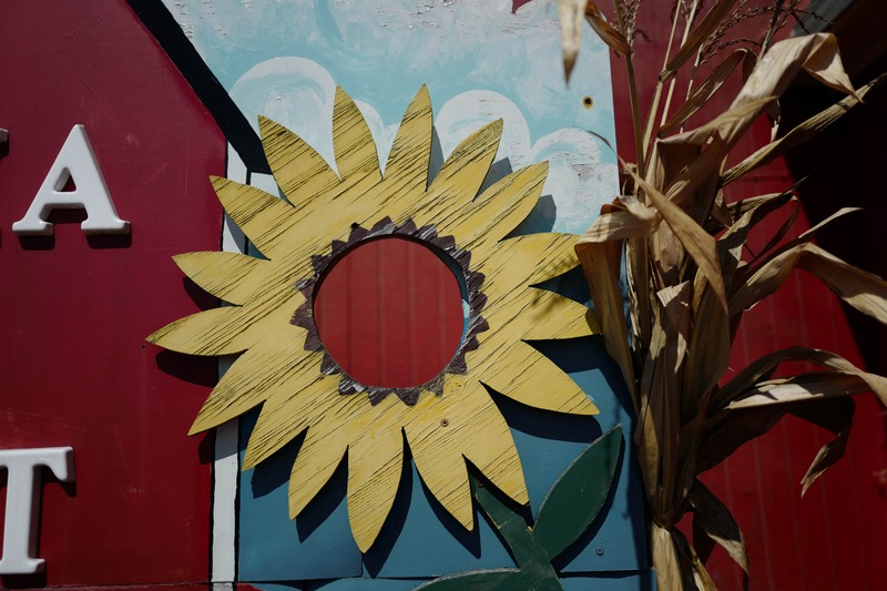 Summer Blooms at the Farm