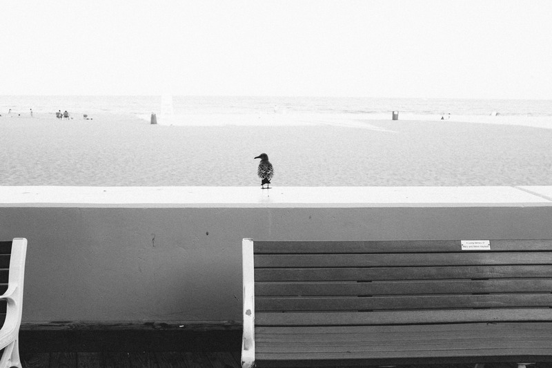 Solitary Bird by the Shore