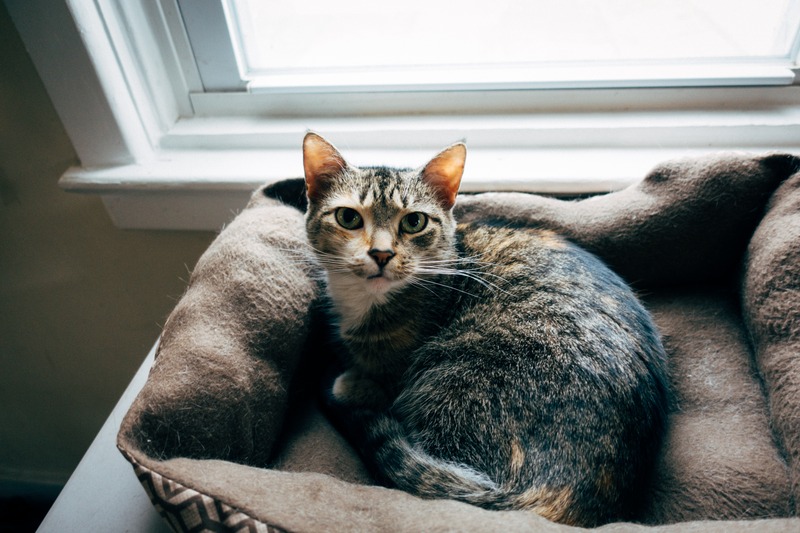 Contemplative Feline Companion