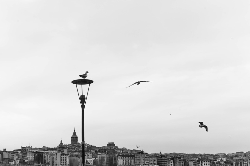 Urban Seagulls in Flight